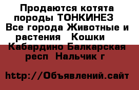 Продаются котята породы ТОНКИНЕЗ - Все города Животные и растения » Кошки   . Кабардино-Балкарская респ.,Нальчик г.